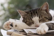 Bild von Alle Katzenrassen Mit Foto bilder fürs handy