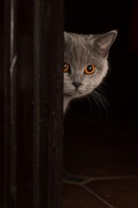Alter Katzen 200x300 - Birma Kitten
