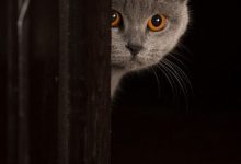 Bild von Alter Katzen bilder fürs handy