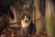 Bild von Amazing Cat Photography Bilder fürs handy