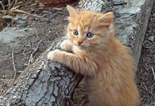 Bild von Amazing Cat Photos Bilder fürs handy