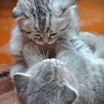 Amazing Cat Pics Bilder 150x150 - Funny Kitty Pictures Bilder