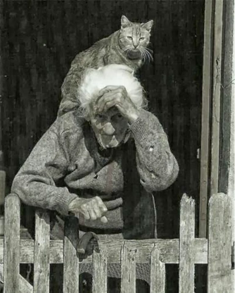 Amazing Cat Pictures Bilder
