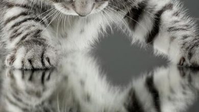 Bild von An Image Of A Cat Bilder