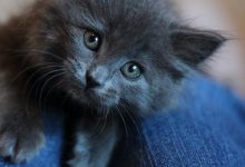 Bild von Angora Katze bilder fürs handy