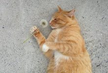 Bild von Animals Cat Images Bilder fürs handy