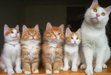 Bild von Animierte Katzenbilder fürs handy