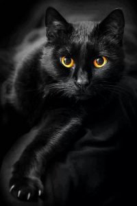 Außergewöhnliche Katzen Kaufen 200x300 - Beautiful Cat Hd Images Bilder