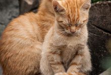 Bild von Ausmalbilder Tiere Katzen bilder fürs handy