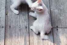 Bild von Awesome Cat Images Bilder fürs handy
