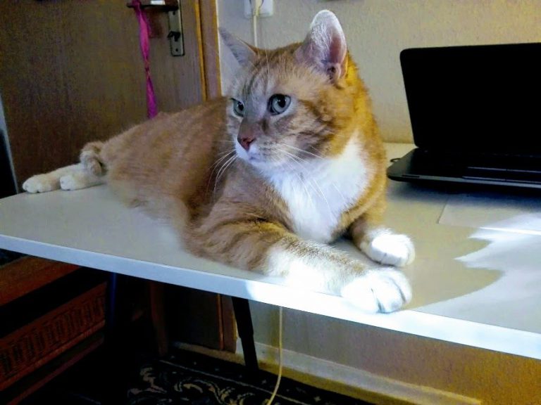 Awesome Cat Photos Bilder