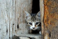 Bild von Awesome Cat Pics Bilder fürs handy