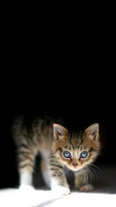 Böse Tiere Bilder 169x300 - Katzen Kunst Bilder