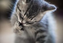 Bild von Baby Katzen bilder fürs handy