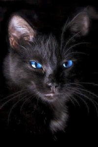 Baby Katzen Bilder 200x300 - Black Cat Pictures Bilder