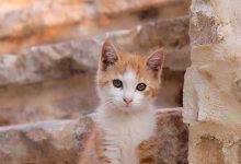 Bild von Baby Katzen Hintergrundbilder fürs handy