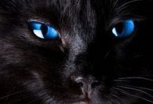 Bild von Baby Katzen Rassen bilder fürs handy