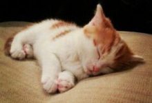 Bild von Babykatzen Fotos bilder fürs handy