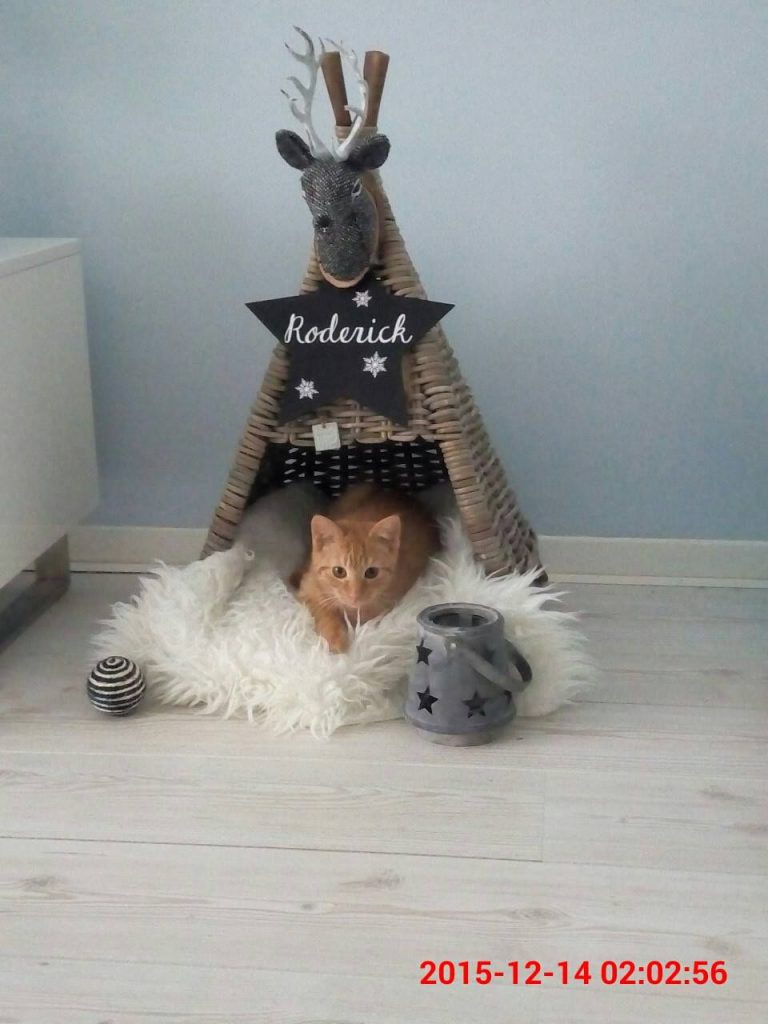 Beautiful Cat Hd Images Bilder