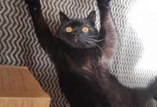 Bild von Beautiful Cat Images Bilder fürs handy