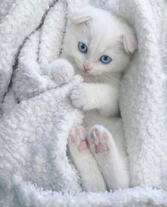 Beautiful Cat Pictures Free Download Bilder 241x300 - Die Schönsten Katzenbilder