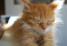 Bild von Beautiful Cute Cats Photos Bilder fürs handy