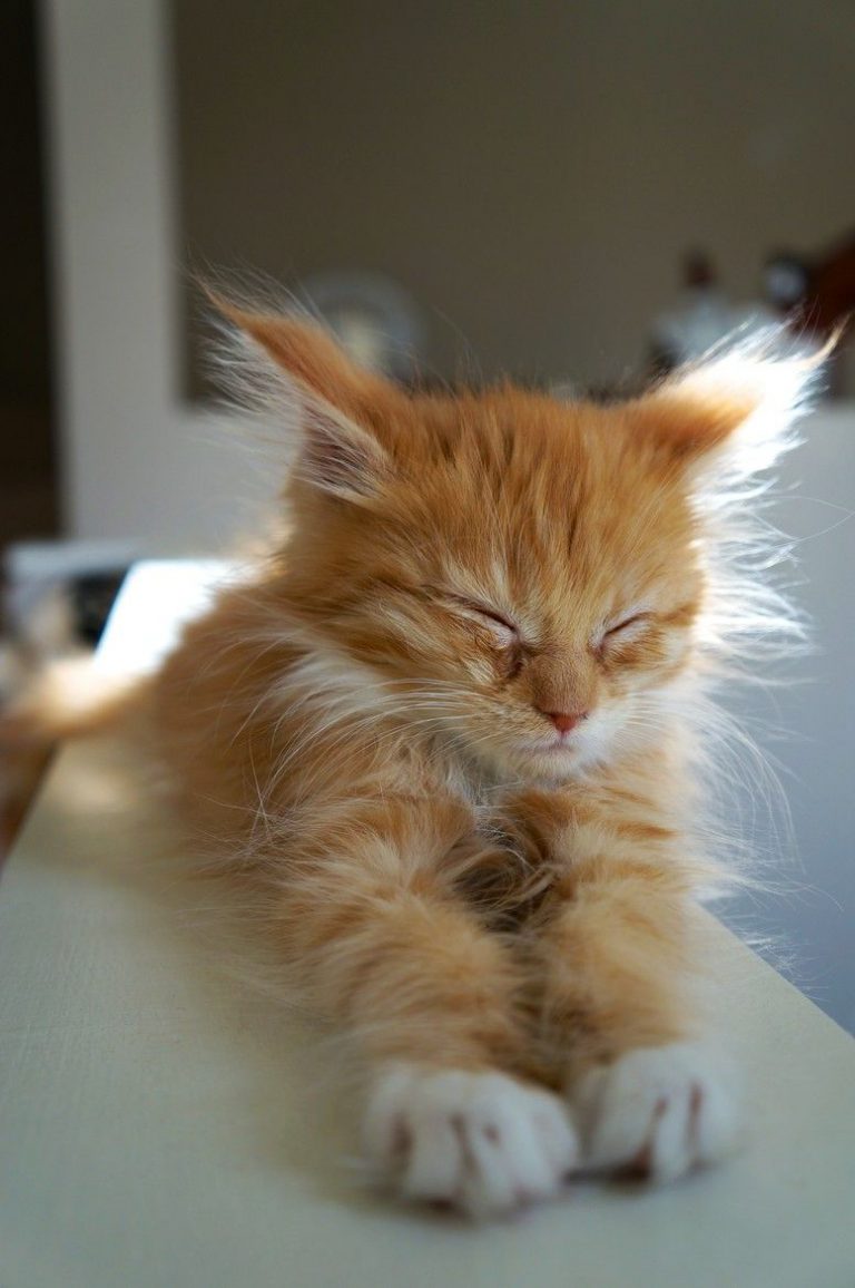 Beautiful Cute Cats Photos Bilder