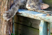 Bild von Beauty Cat Images Bilder fürs handy