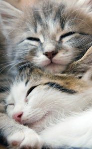 Berühmte Katzenbilder 185x300 - Cute Cat Pix Bilder