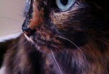 Bild von Berühmte Gemälde Katzen bilder fürs handy