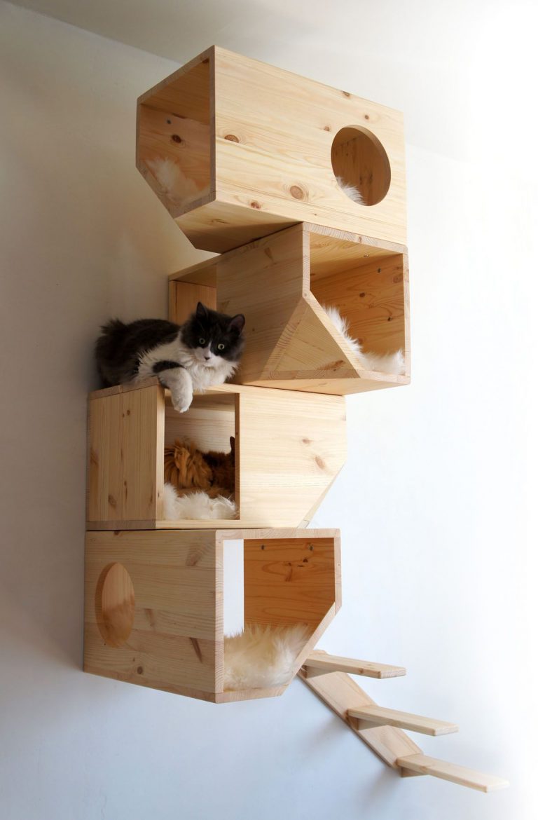 Best Cat Images Bilder