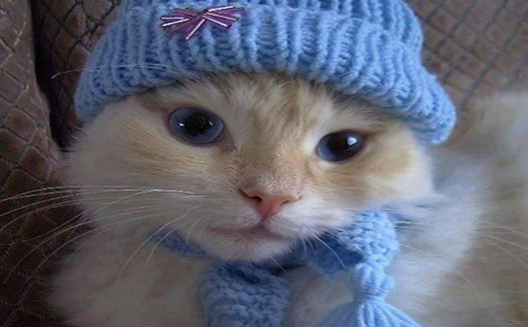Best Cat Photography Bilder