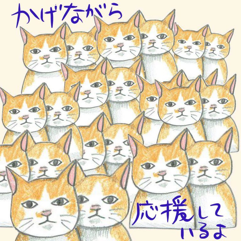 Best Cat Photos Bilder
