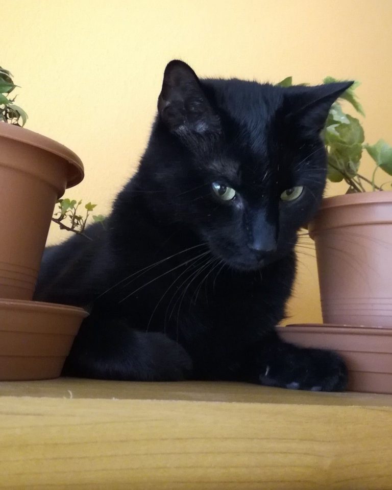 Best Cat Pics Bilder