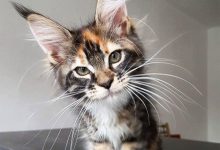 Bild von Best Cat Picture Ever Bilder fürs handy