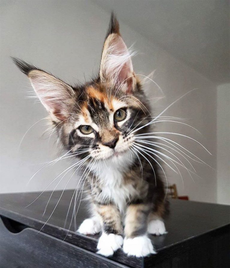 Best Cat Picture Ever Bilder