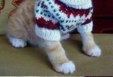 Bild von Best Cat Pictures Bilder fürs handy