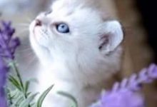 Bild von Betrunkene Katze Bilder fürs handy