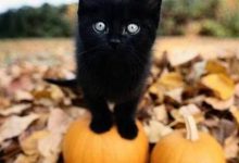 Bild von Bild Einer Katze bilder fürs handy