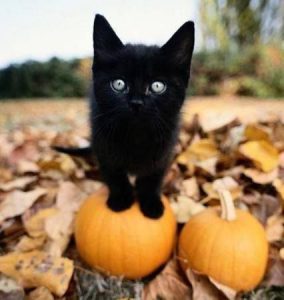 Bild Einer Katze 284x300 - pics of black kittens bilder