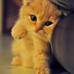 Bild Einer Katze Bilder Kostenlos 150x150 - Kurzhaar Katzenrassen