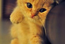 Bild von Bild Einer Katze Bilder Kostenlos bilder fürs handy