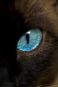 Bild Geist 200x300 - Hintergrundbilder Katzenbabys Kostenlos