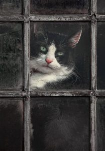 Bild Katze Gemalt 209x300 - Cute Kitten Pictures With Funny Captions Bilder