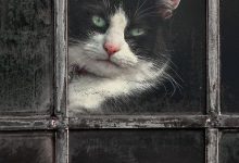 Bild von Bild Katze Gemalt bilder fürs handy