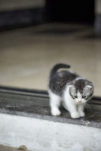 Bild Maus 201x300 - Funny Kitten Pics Bilder