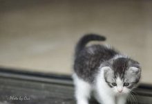 Bild von Bild Maus bilder fürs handy