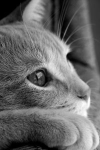 Bild Zahnrad 200x300 - A Cute Cat Picture Bilder