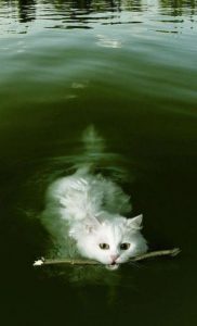 Bild Zahnrad Bilder Kostenlos 182x300 - Katzen Verschenken