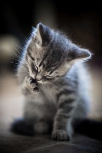 Bilder Baby Katzen 200x300 - Funny Kitty Pictures With Captions Bilder